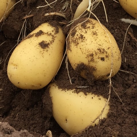 Potato