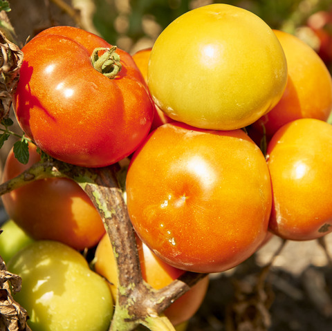 Tomato