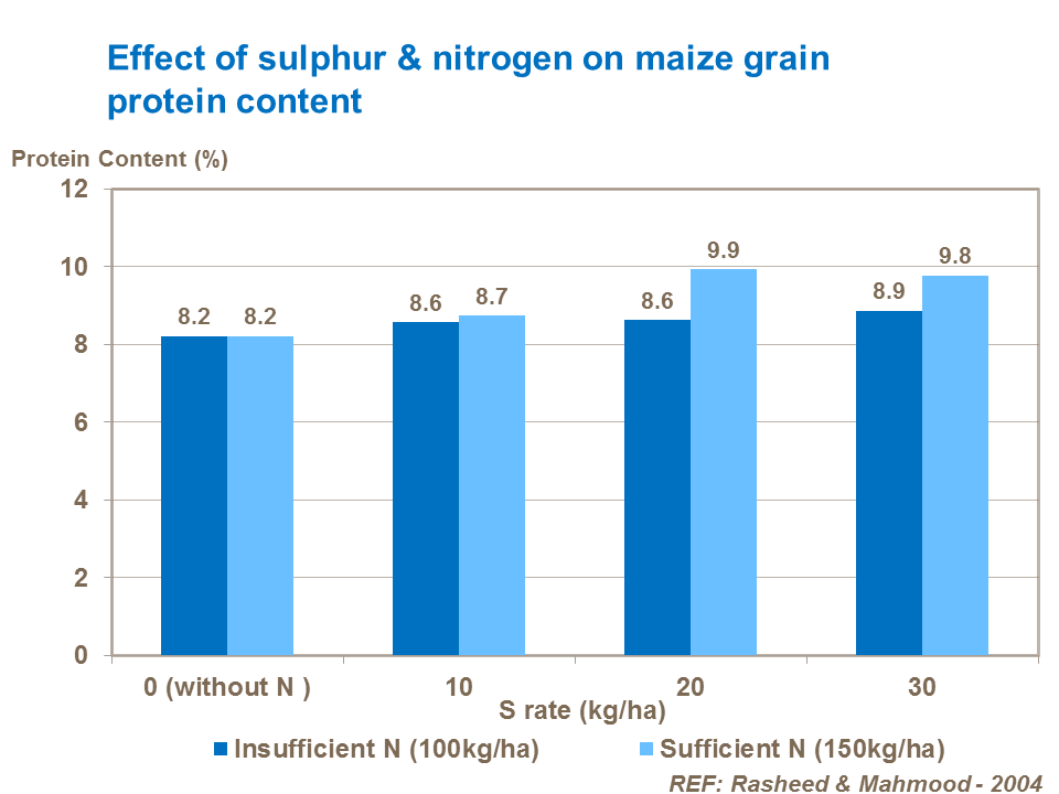 Effect of sulphur & nitrogen on maize grain protein content