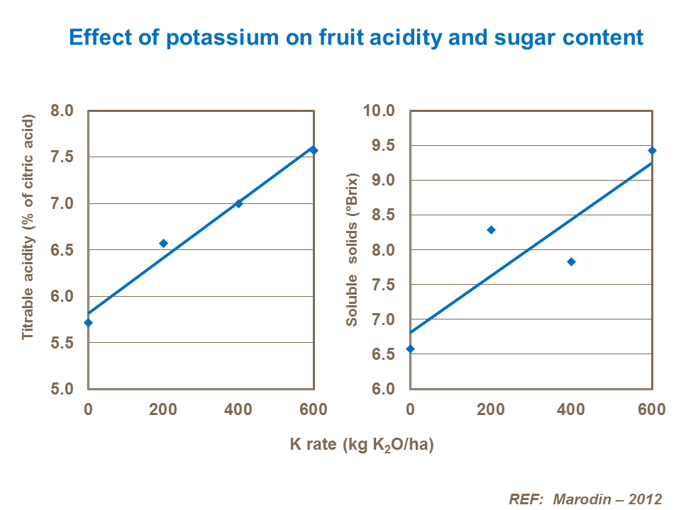 Effect of potassium on fruit acidity and sugar content