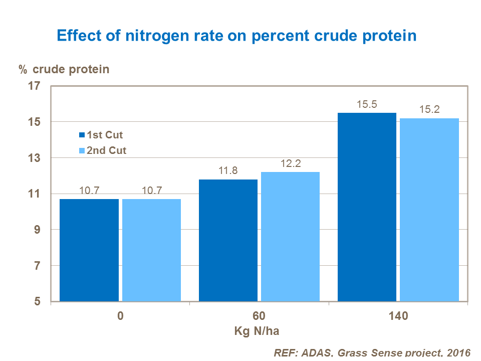 Effaith cyfradd nitrogen ar ganran protein crai 