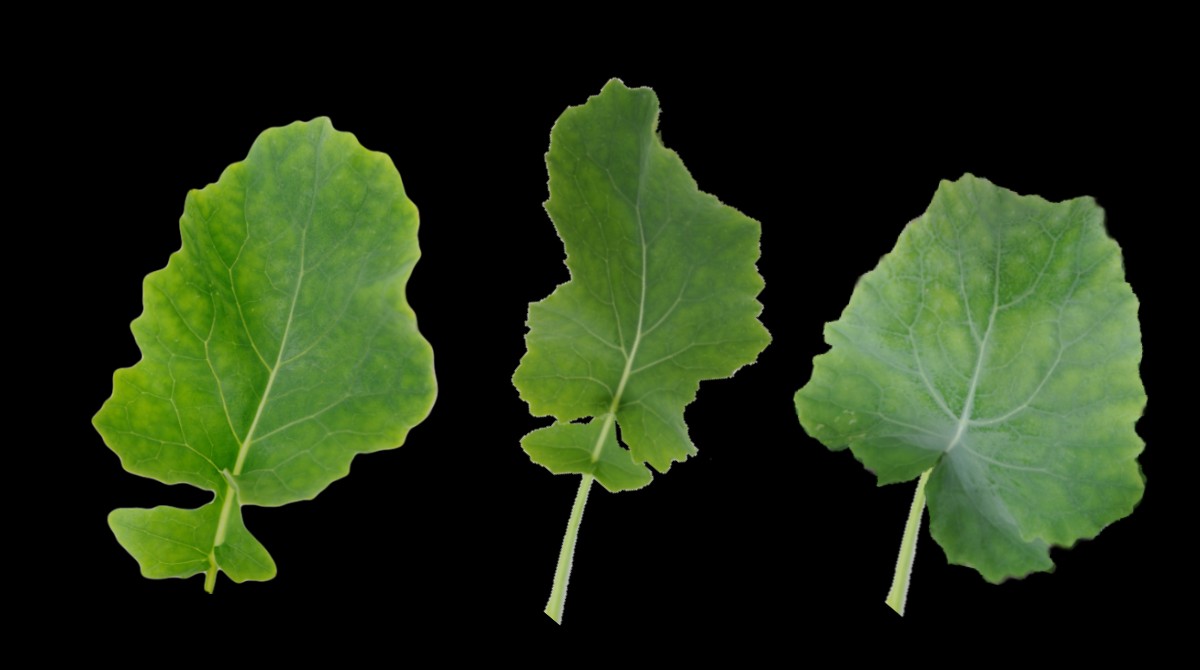 Manganese deficiency in oilseed rape